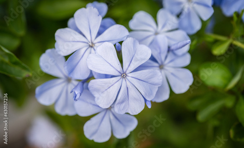 Plumbago auriculata (Cape Leadwort) flowers blooming in the garden.