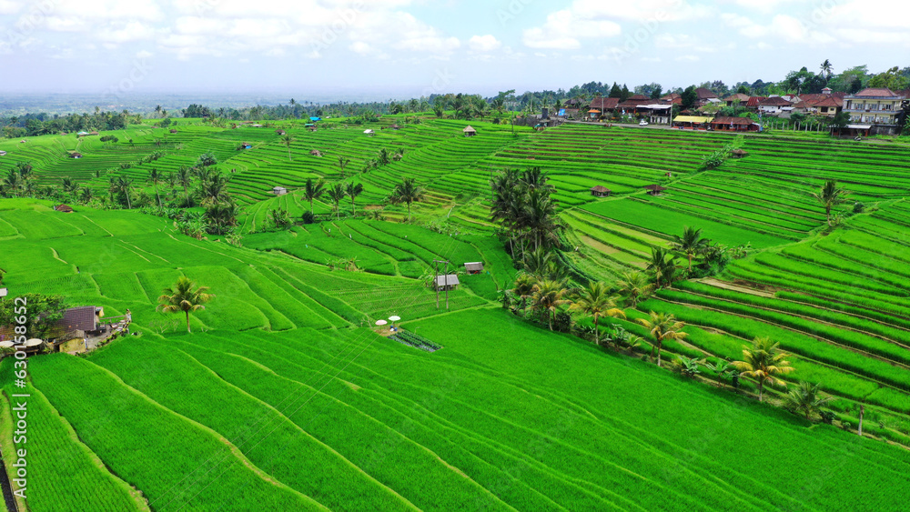 Fototapeta premium landscape of region, jatiluwih village west bali