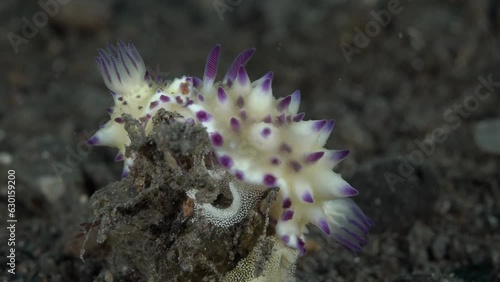 Two white nudibranchs lay caviar.
Bumpy Mexichromis (Mexichromis multituberculata) 30 mm. ID: tall conical tubercles with purple tips, often with orange spots near mantle margin. photo