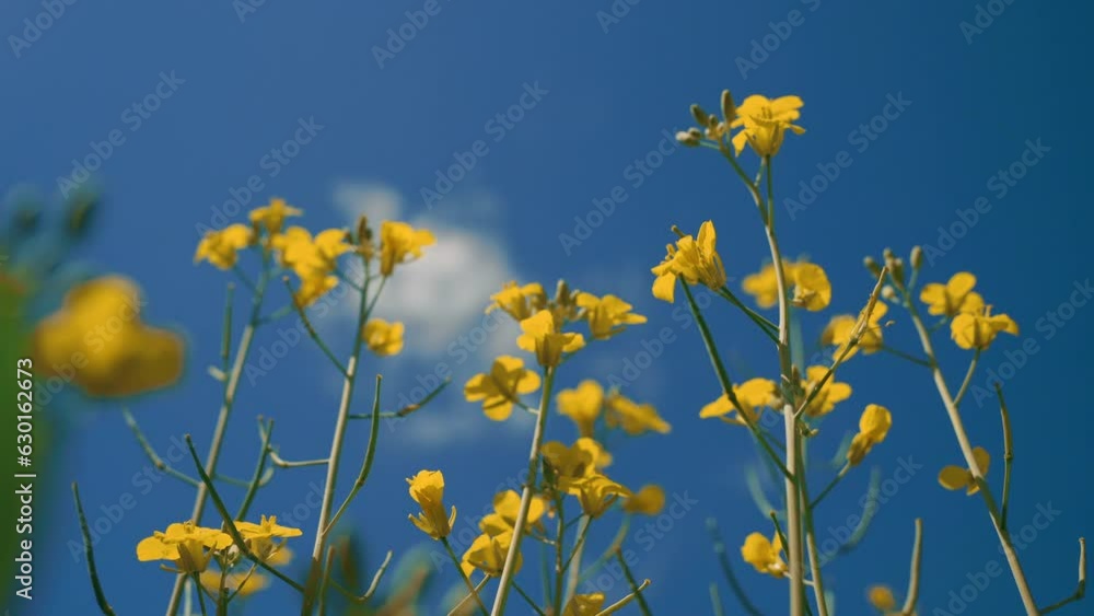 Field of yellow flowers against the blue sky Field of yellow flowers against the blue sky