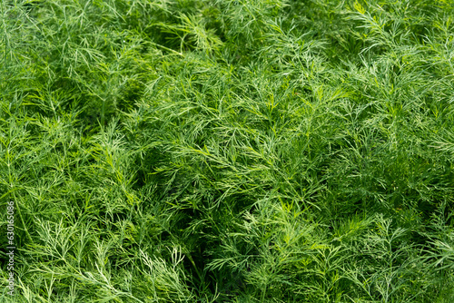 Fresh green dill in the garden close-up. Organically grown dill in the soil. Organic farming in rural are