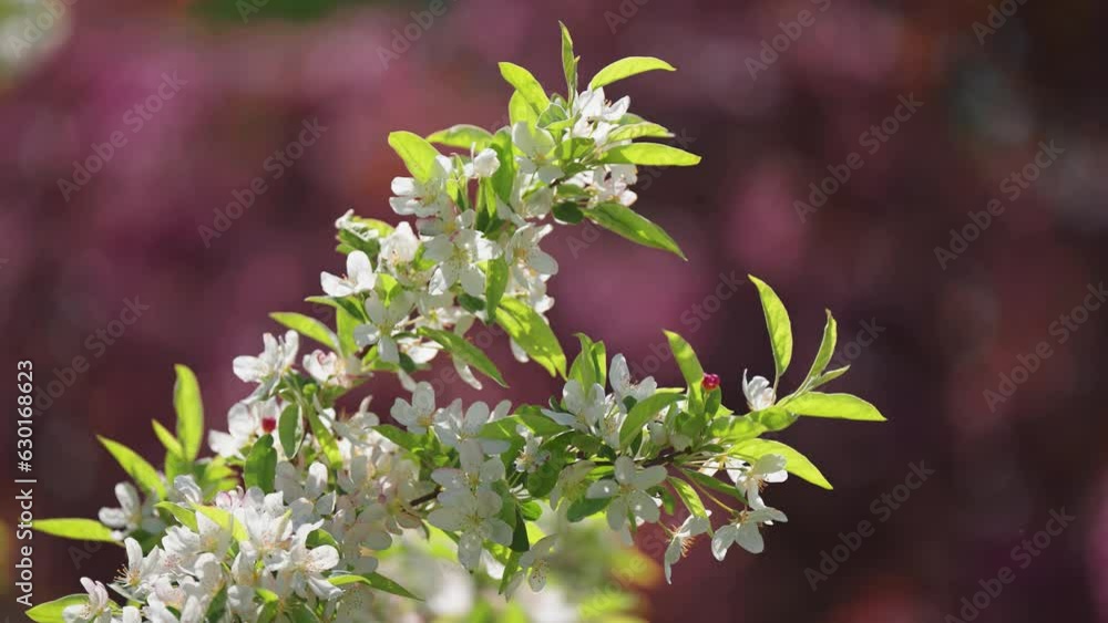 Delicate flowers of the apple tree. Close-up parallax shot. Delicate flowers of the apple tree. Close-up parallax shot.