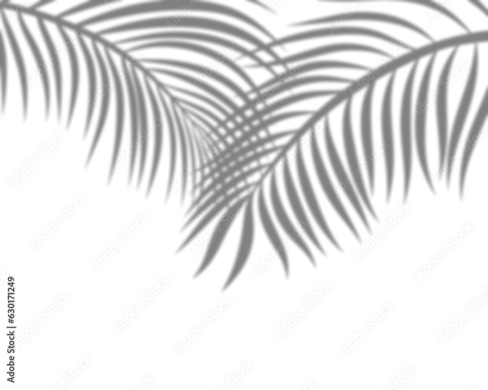 Naklejka premium Palm leaves shadow background overlay effect