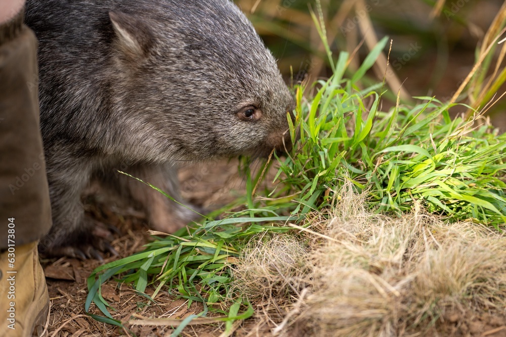 Beautiful wombat in the Australian bush, in a tasmanian park. Australian wildlife in a national park in Australia. Beautiful wombat in the Australian bush, in a tasmanian park. Australian wildlife in a national park in Australia.