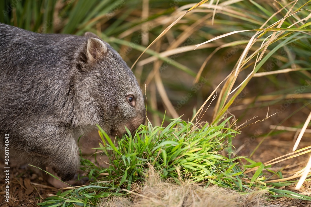 Beautiful wombat in the Australian bush, in a tasmanian park. Australian wildlife in a national park in Australia. Beautiful wombat in the Australian bush, in a tasmanian park. Australian wildlife in a national park in Australia.