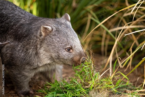 Beautiful wombat in the Australian bush, in a tasmanian park. Australian wildlife in a national park in Australia.