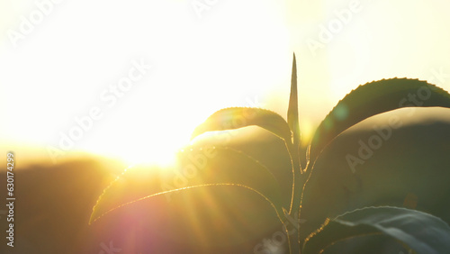 Print op canvas Green tea tree leaves camellia sinensis in organic farm sunlight