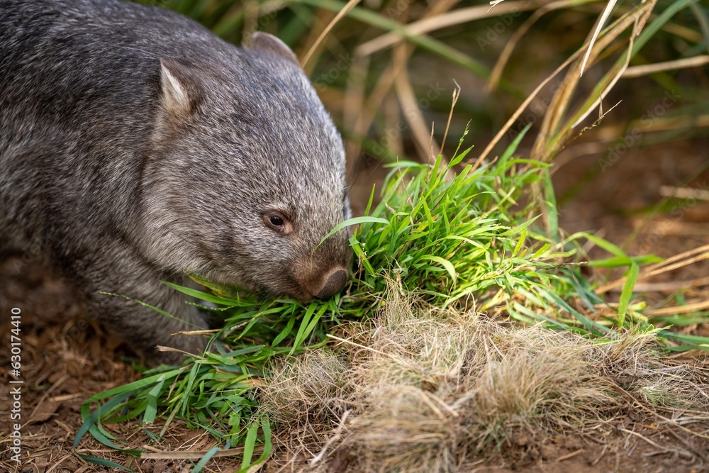 Beautiful wombat in the Australian bush, in a tasmanian park. Australian wildlife in a national park in Australia. Beautiful wombat in the Australian bush, in a tasmanian park. Australian wildlife in a national park in Australia.