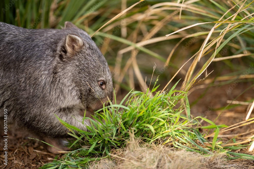 Beautiful wombat in the Australian bush, in a tasmanian park. Australian wildlife in a national park in Australia. Beautiful wombat in the Australian bush, in a tasmanian park. Australian wildlife in a national park in Australia.