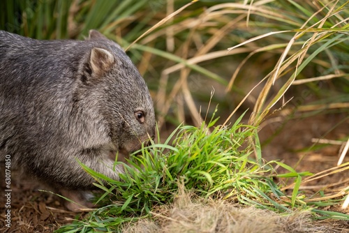 Beautiful wombat in the Australian bush, in a tasmanian park. Australian wildlife in a national park in Australia. photo