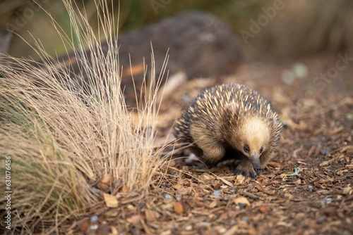 Photos Beautiful echidna in the Australian bush, in the tasmanian outback