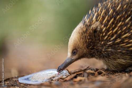 Beautiful echidna in the Australian wildlife park being fed with its tongue out