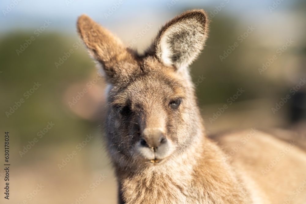 close up of a Beautiful kangaroo in the Australian bush. Australian native wildlife in a national park in Australia.