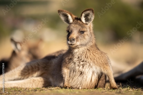 close up of a Beautiful kangaroo in the Australian bush. Australian native wildlife in a national park in Australia. photo
