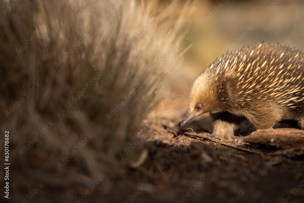 Fototapeta premium Beautiful echidna in the Australian bush, in the tasmanian outback. Australian wildlife in a national park in Australia.