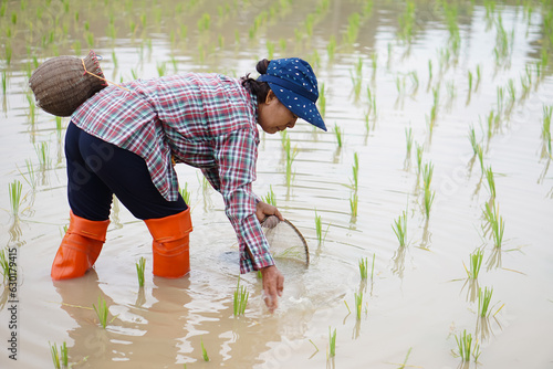 Happy Asian senior woman farmer wears cap, plaid shirt, holds fishing net and creel, stands at paddy field. Concept, rural agriculture lifestyle, earn living from nature. 