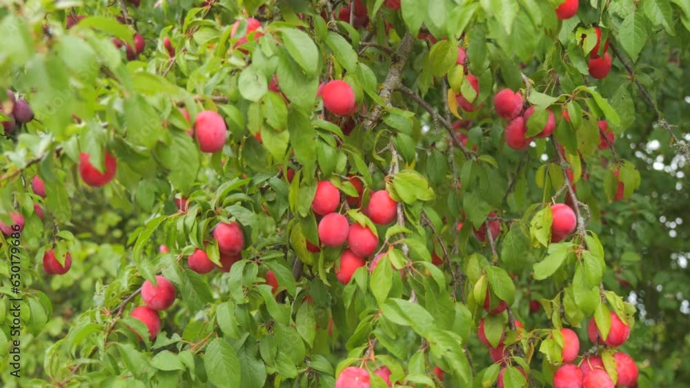 Many ripe, beautiful red plums swing on the branches of a tree slow motion Many ripe, beautiful red plums swing on the branches of a tree slow motion