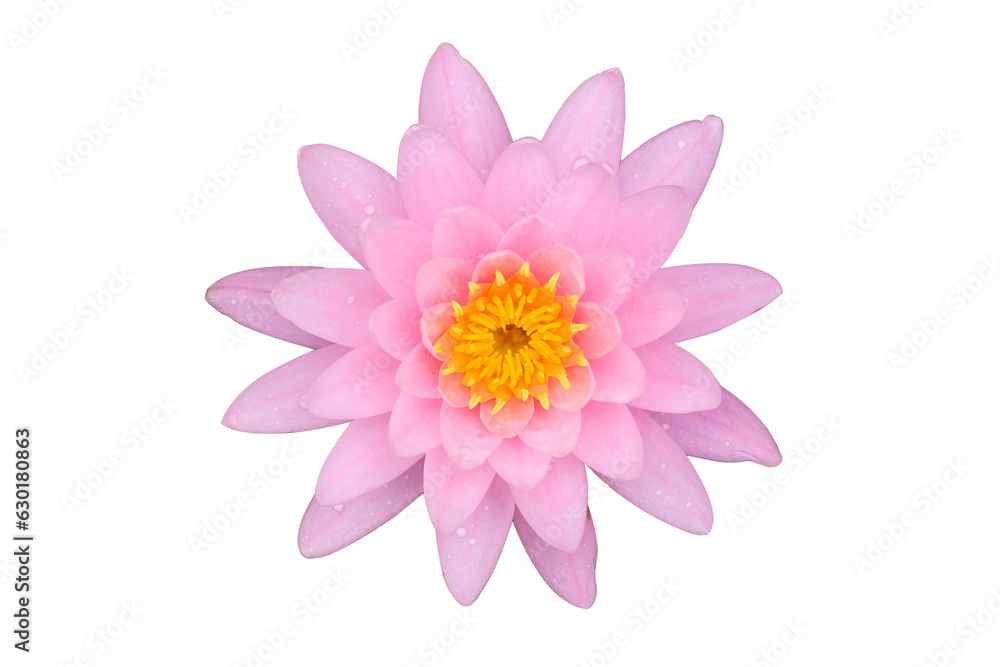 Pink water lily lotus on png transparent background