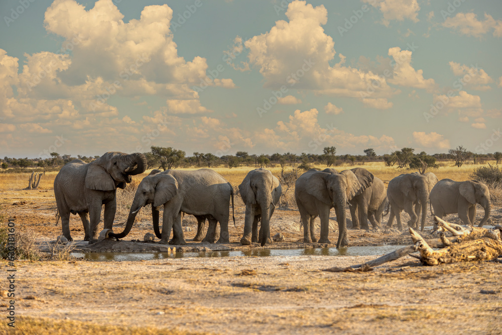 Elephant herd in Khutse Game Reserve, Botswana
