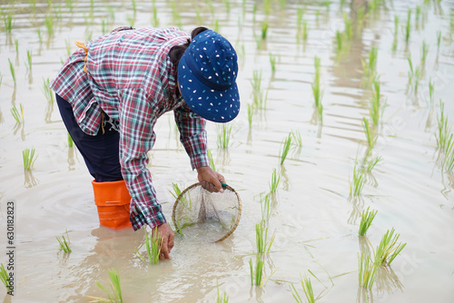 Asian woman farmer holds fishing net and creel to find freshwater algae (Spirogyra sp.) and fish at organic paddy field. Concept, rural agriculture lifestyle, earn living from nature.                 