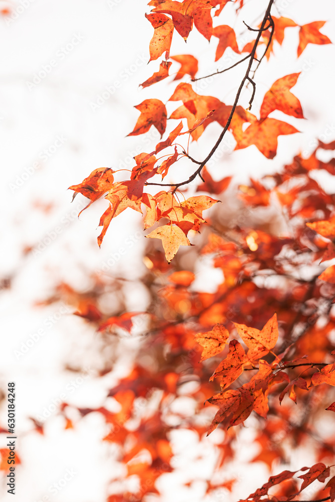 maple leaf red autumn sunset tree blurred background maple leaf red autumn sunset tree blurred background