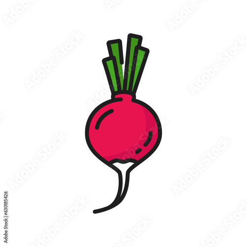 Raw radish with stem, color raw veggie line icon. Vector vegetable harvest, vegetarian food root. Raw salad ingredient, european radish, fresh beetroot