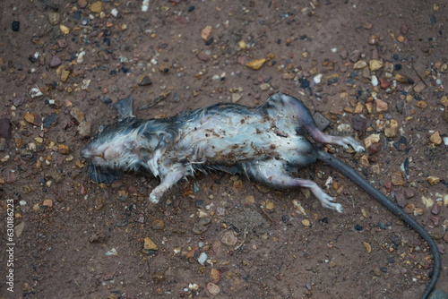 close up The gray rat lay dead on the floor.