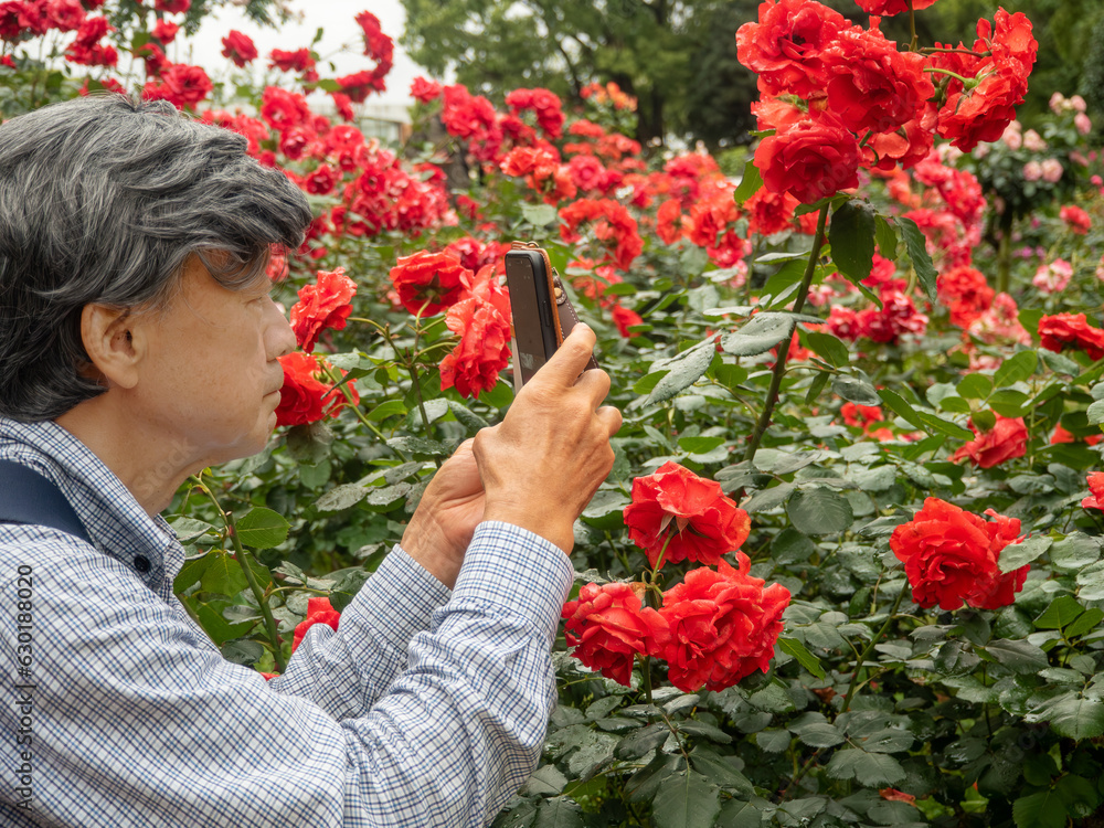 A senior man photographing red rose flowers in Fukuoka City, Fukuoka Prefecture, Japan
