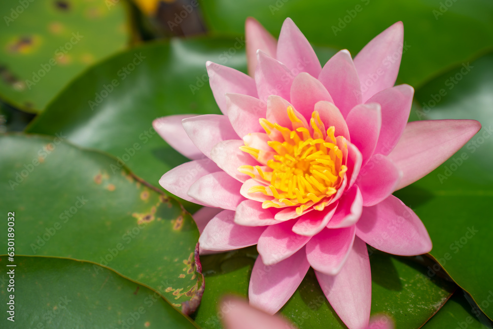 Lovely flowers. commonly called water lily or water lily among green leaves and blue water. beautiful Lotus flowers Lovely flowers. commonly called water lily or water lily among green leaves and blue water. beautiful Lotus flowers