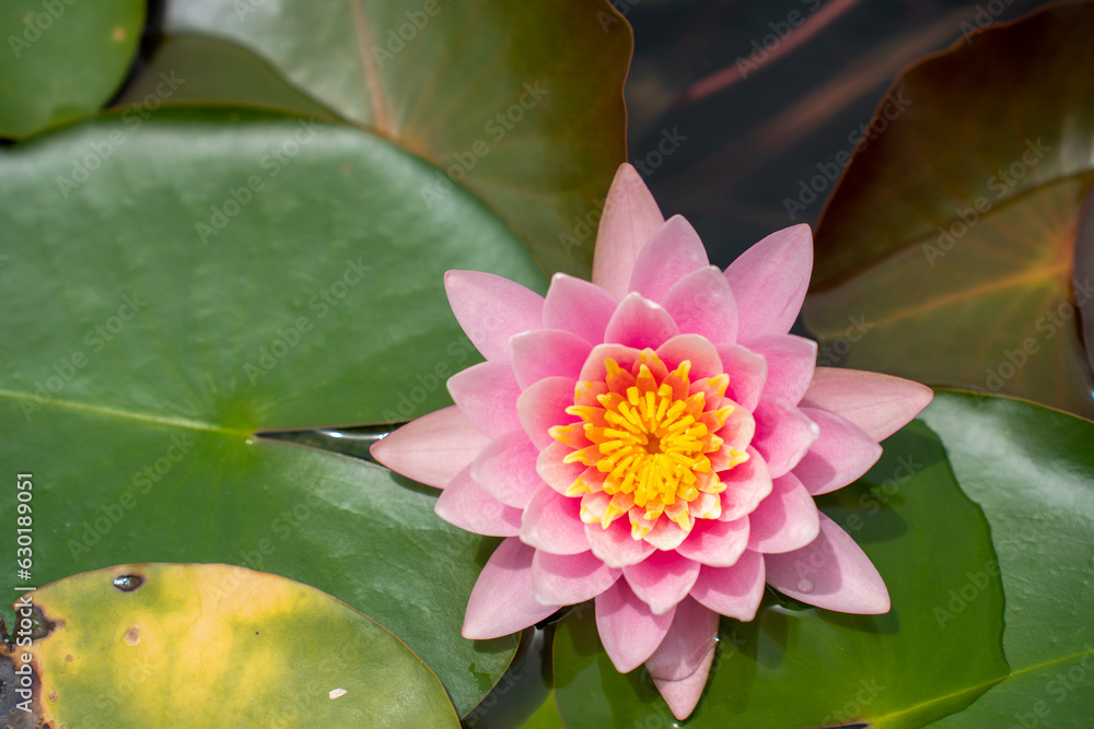 Lovely flowers. commonly called water lily or water lily among green leaves and blue water. beautiful Lotus flowers Lovely flowers. commonly called water lily or water lily among green leaves and blue water. beautiful Lotus flowers
