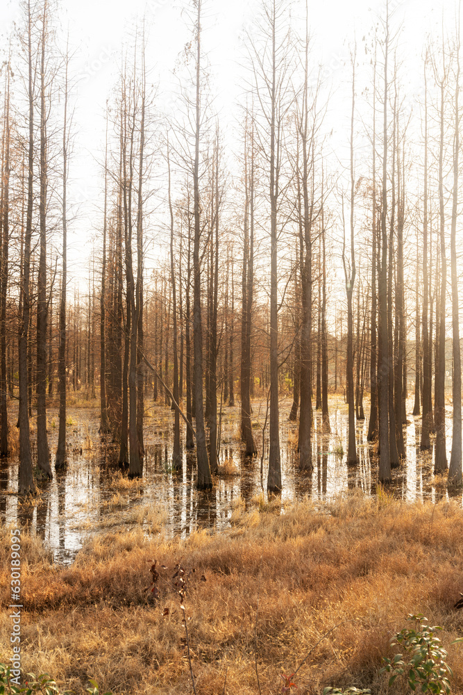 Obraz premium Dead trees reflected in swamp water