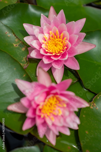 Lovely flowers. commonly called water lily or water lily among green leaves and blue water. beautiful Lotus flowers