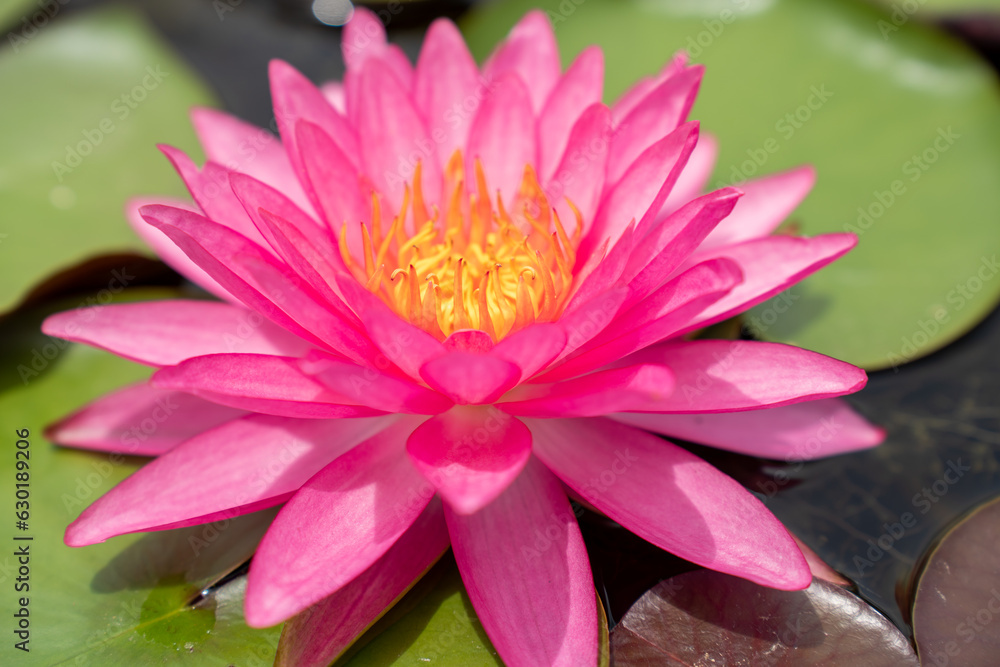 Lovely flowers. commonly called water lily or water lily among green leaves and blue water. beautiful Lotus flowers Lovely flowers. commonly called water lily or water lily among green leaves and blue water. beautiful Lotus flowers