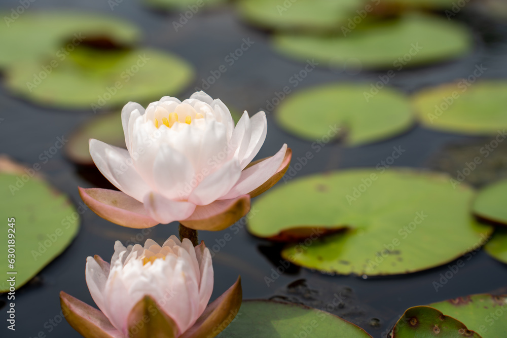 Lovely flowers. commonly called water lily or water lily among green leaves and blue water. beautiful Lotus flowers Lovely flowers. commonly called water lily or water lily among green leaves and blue water. beautiful Lotus flowers