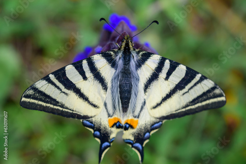 Beautiful big butterfly Iphiclides podalirius, rare Swallowtail on a green background