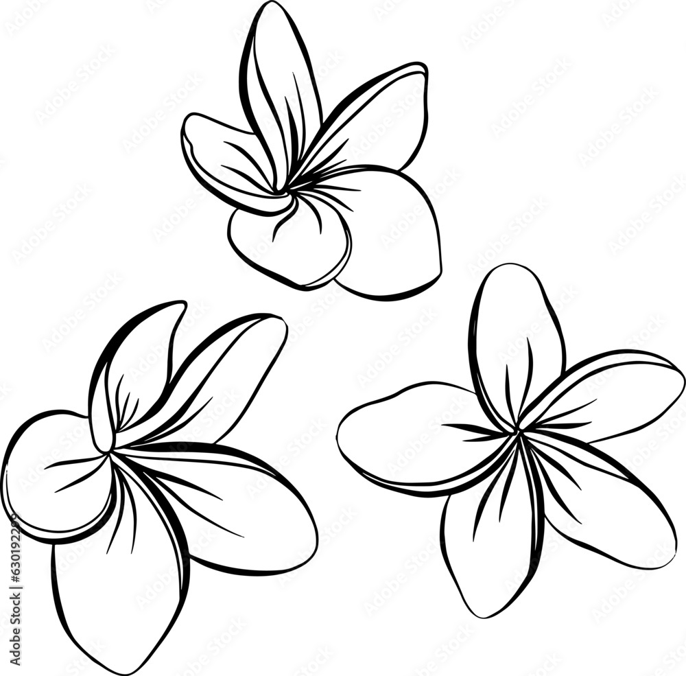 Collection set of plumeria flower and leaves drawing illustration. for pattern, logo, template ...