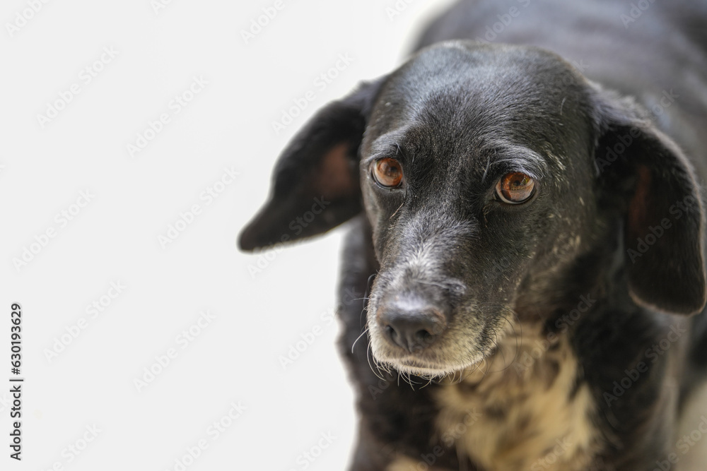 portrait of a community dog. detail.