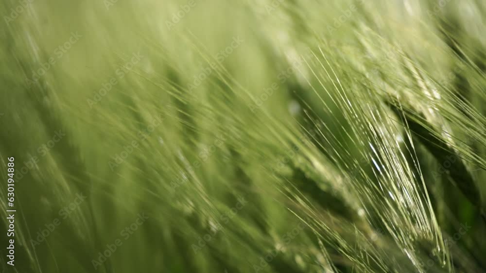 Wheat green field agriculture. The wind sways ears of barley wheat in the field, waves of crops at sunset. Agricultural business Wheat green field agriculture. The wind sways ears of barley wheat in the field, waves of crops at sunset. Agricultural business