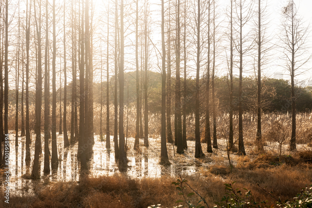 Obraz premium Dead trees reflected in swamp water