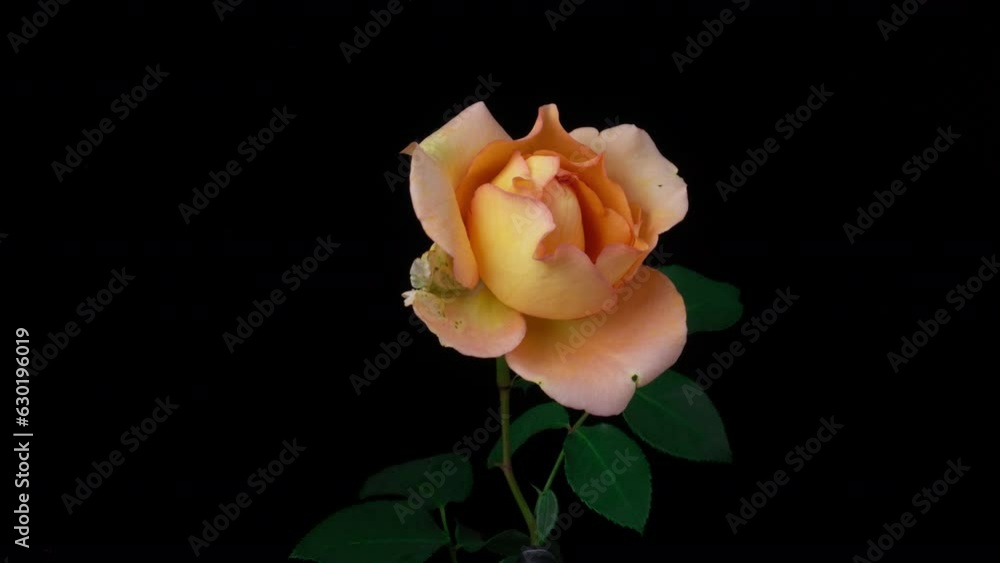 Timelapse of creamy rose flower blooming on black background. Blooming rose flower open, time lapse, close-up. Wedding backdrop, Valentine's Day concept. 4K UHD video timelapse Timelapse of creamy rose flower blooming on black background. Blooming rose flower open, time lapse, close-up. Wedding backdrop, Valentine's Day concept. 4K UHD video timelapse