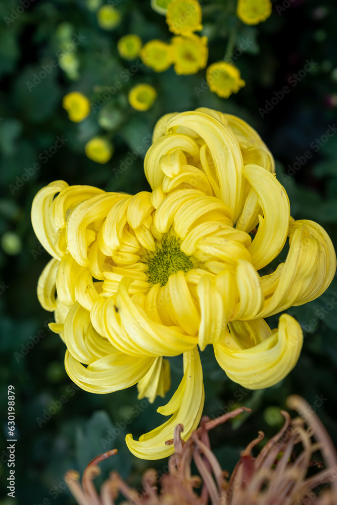 A bouquet of chrysanthemums. Multi-colored bouquet of flowers. A bouquet of chrysanthemums. Multi-colored bouquet of flowers.