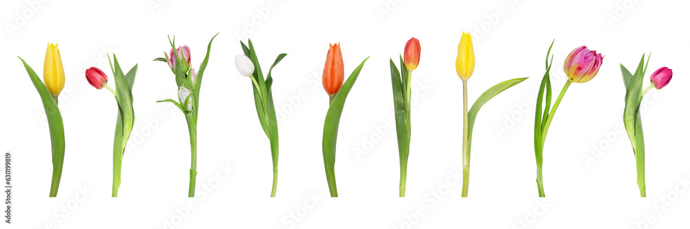 Obraz premium Set of beautiful tulips in different colors isolated on white