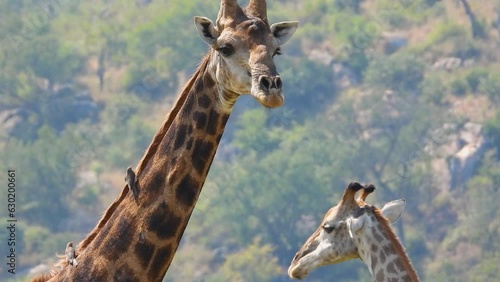 Pair of south African giraffe with little bird on its long neck, safari footage from Krueger national park South Africa wildlife  photo