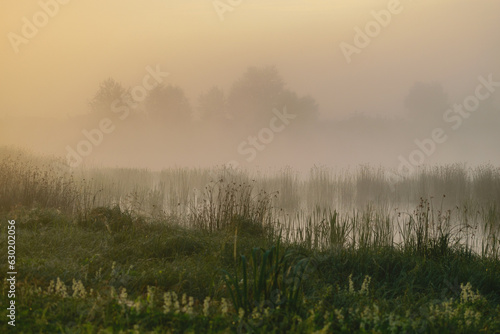 morning mist on the field