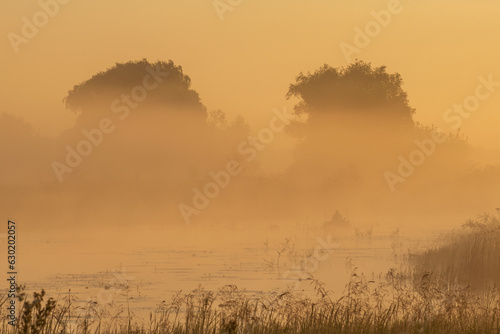 morning mist in the field