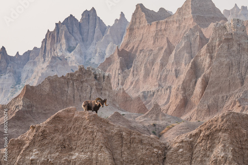 Bighorn sheep on a hill in Badlands National Park, South Dakota