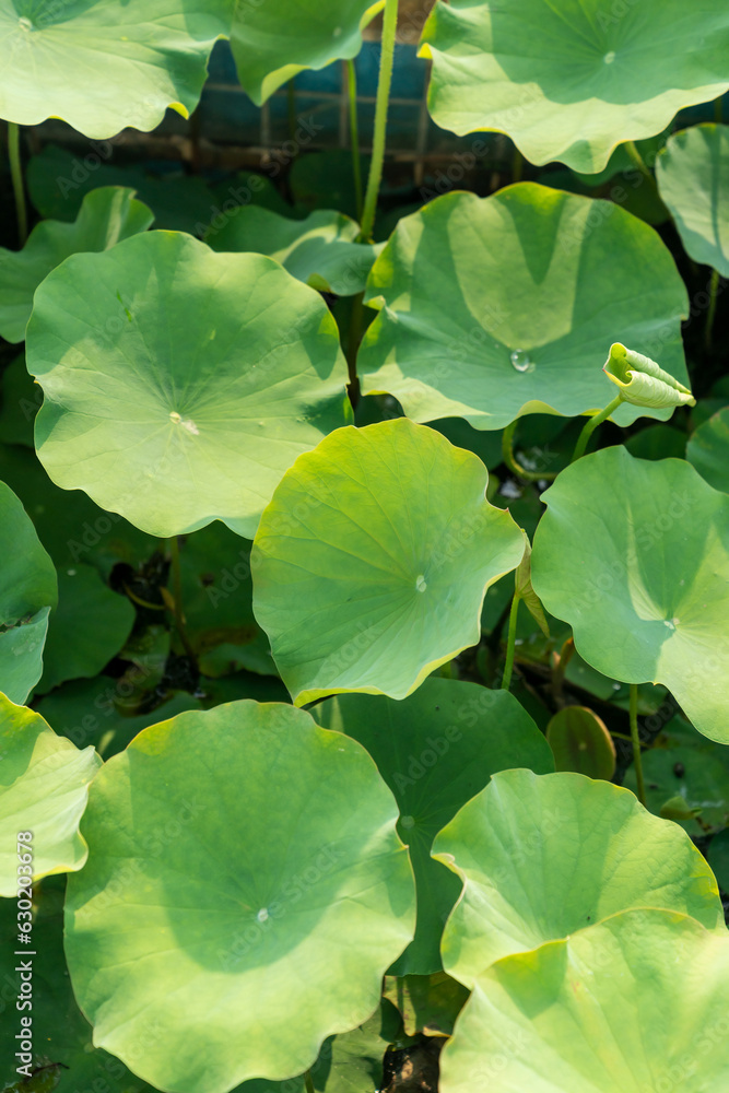 lotus leaves growing in the pond lotus leaves growing in the pond