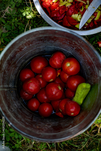 a lot of tomatoes in a iron bucket