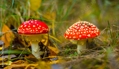 closeup red flyagaric mushroom in forest, autumn natural background