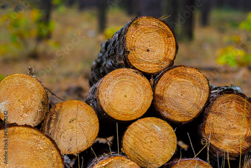 closeup heap of tree trunk lie in the forest  outdoor deforestatin scene